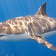 The great white shark is a lamniform shark, a group that dominated oceans in the Cretaceous Period.